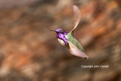 Calypte-costae;Costas-Hummingbird;Hummingbird